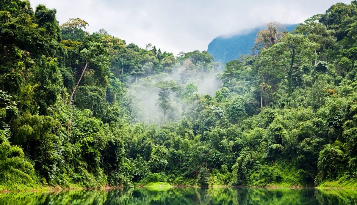 La selva amazónica ha entrado en un clima hipertropical por primera vez en más de 10 millones de años. Hace tanto calor que algunos árboles están empezando a morir.