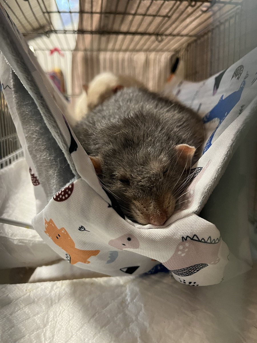 【肝硬変、肝炎など肝疾患を患っていたラットを飼ってた方いらっしゃいますか？】

もしどなたか闘病の実績などあれば、少しでも情報が欲しく、シェアしていただけましたら嬉しいです😢

治療方針、食事の改善方法など、少しでもあれば是非…🙇‍♀️🙇‍♀️