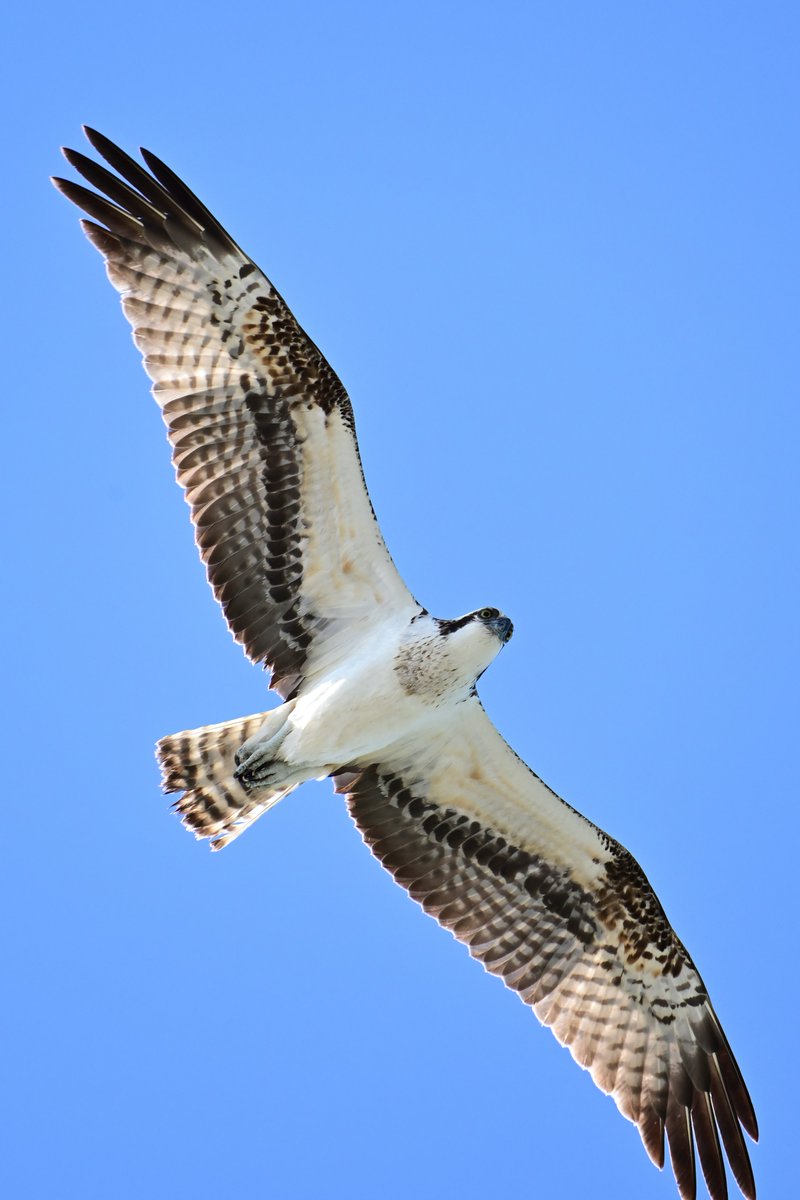 Shin (Shin40) tweet media