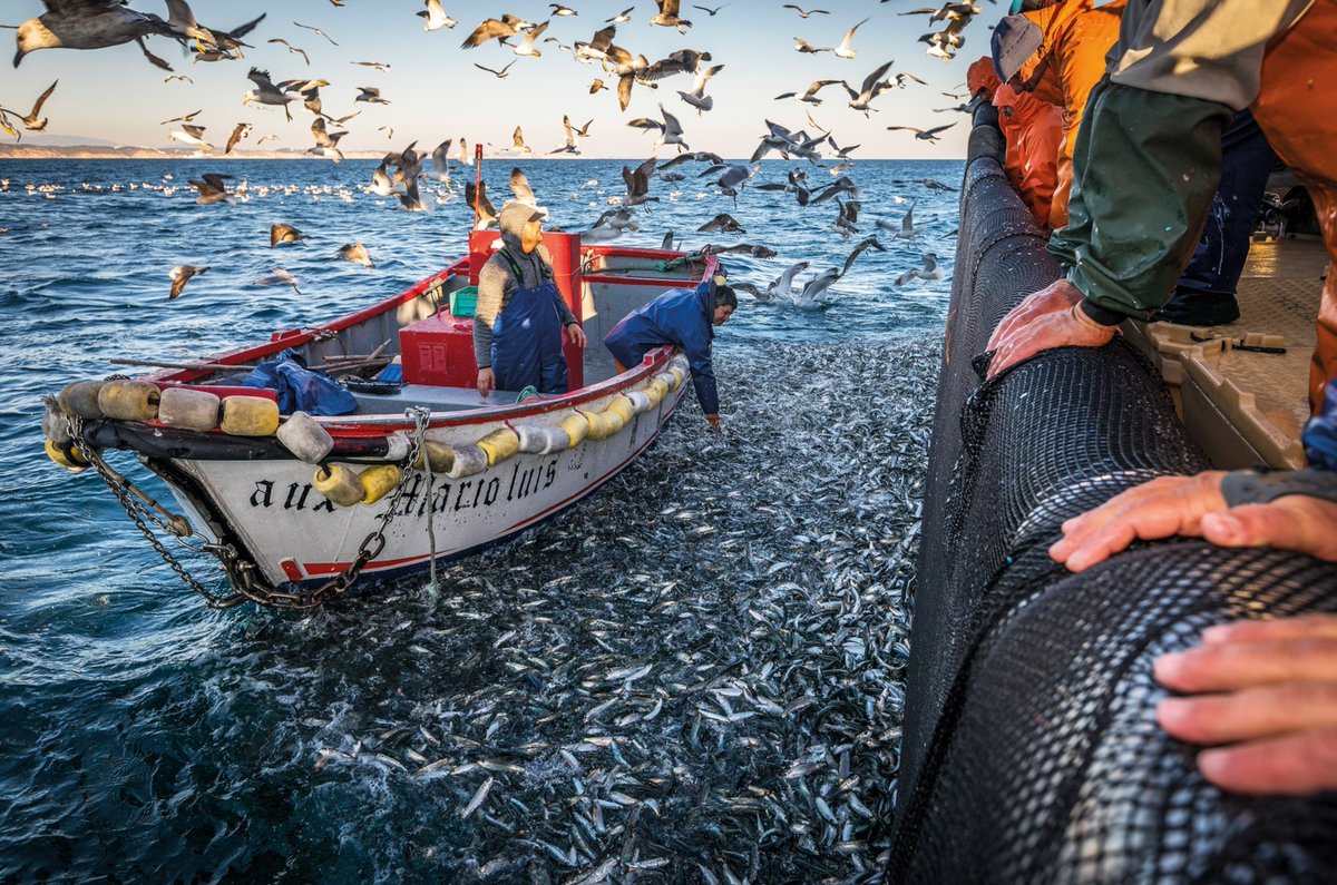 Portugal, 1600s-1900s. Fishing villages along the coast develop a specific practice.

Every fisherman eats 200-300g of sardines daily. Fresh. Whole. Including bones, organs, heads.

Not because they're poor. Because they noticed something.

Fishermen consuming whole sardines: