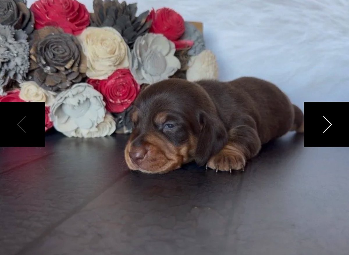 ACTIONMAN tweet media