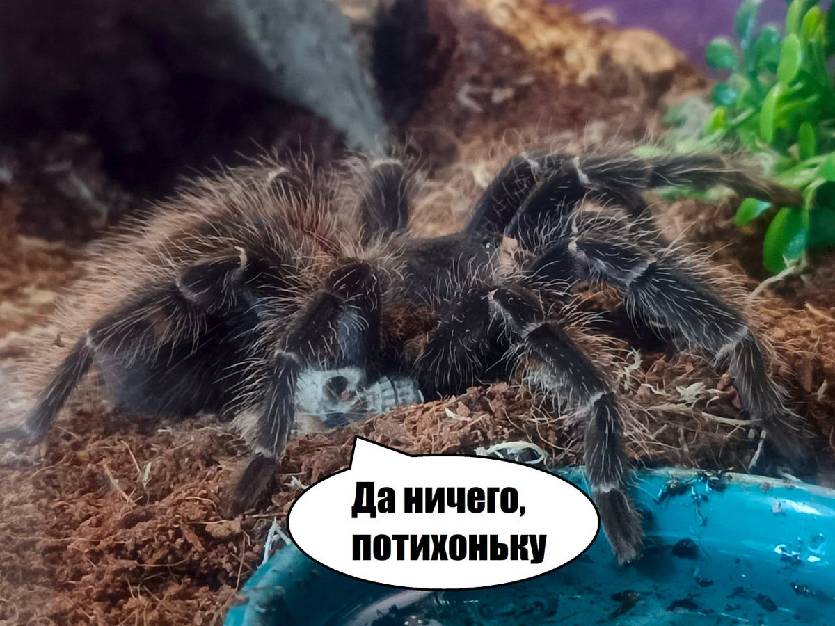 Buran-kun tweet media