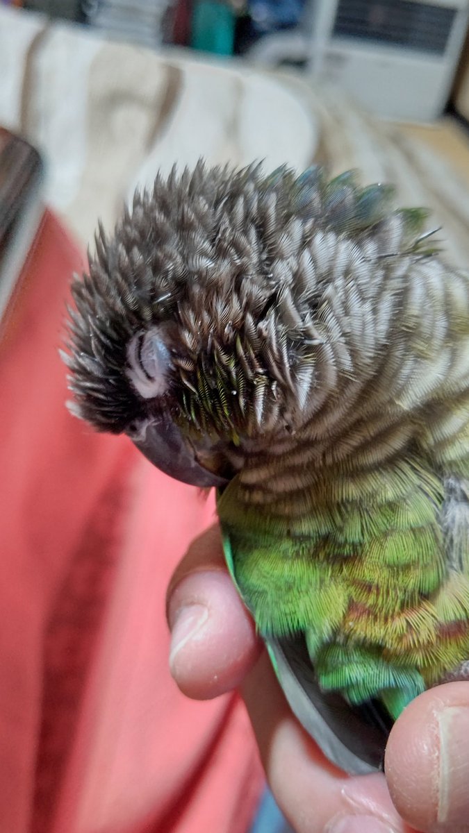 <a href="/aikentakuone/">たくわん先生</a> 年末年始の我が家の鳥達が
リラックスモードの画像です🦜