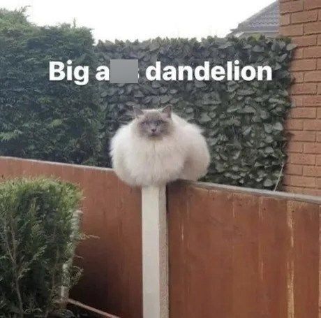 Cool Cat Society (@coolcatsociety) on Twitter photo 