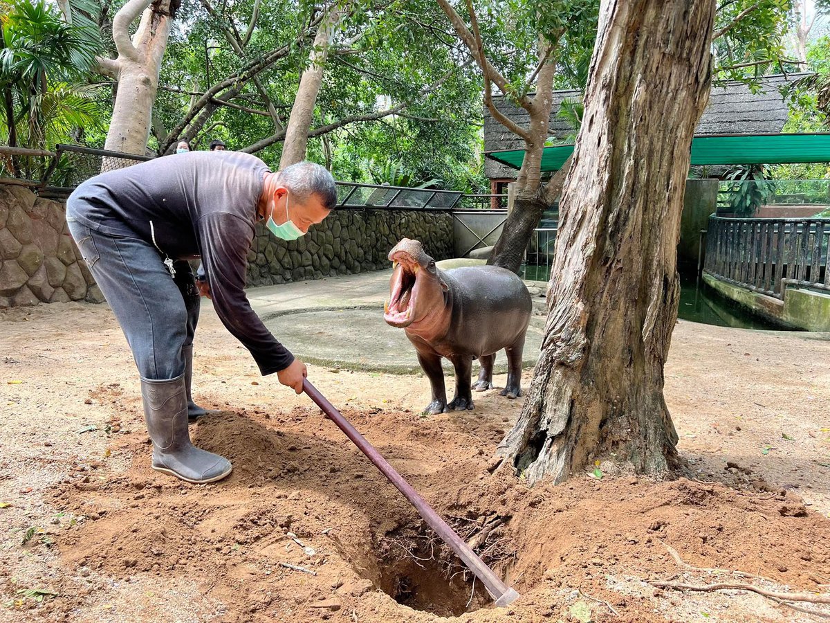 ต้นไม้ที่เด้งเล่น ตุ๋นเป็นคนสั่งปลูกไว้เองแหละ #hippo #PygmyHippo #ขาหมูแอนด์เดอะแก๊ง #หมูเด้งเด้งกี่โมง #Moodeng #พี่ขาหมู #สวนสัตว์เปิดเขาเขียว