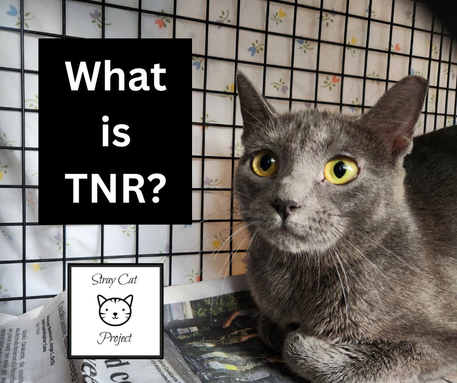 TNR stands for trap/neuter/return and is the most humane method of community cat population control. It is a process whereby unowned, free-roaming cats are humanely trapped, spayed/neutered, vaccinated, ear-tipped and returned to the outdoor habitat where they were found.