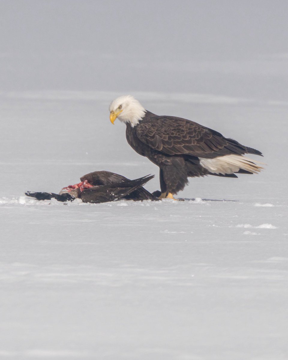 8 eagles in East Haddam yesterday attracted to a free meal on the ice #birds #baldeagles #wildlife