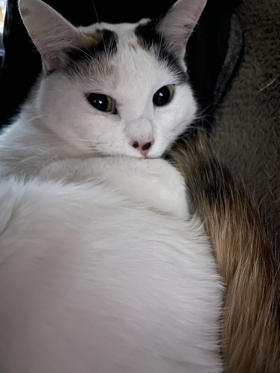 <a href="/aikentakuone/">たくわん先生</a> 推し活は若返るよね〜✨✨

あぁ、また席を取られた…😅💦
ママ、PC触りたいなら座りたいんだけど…
「えっ？なにか問題かしら？」のラムネさん
喉鳴らしてるけど、どきたくない！の意思表示強め！
トリちゃんは椅子の下でまったり。