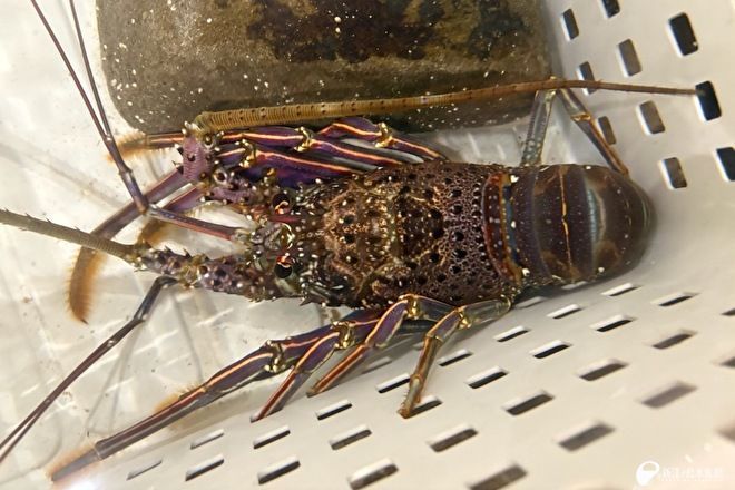 タッチプールにカノコイセエビが登場中！
今なら、縁起が良いイセエビの仲間に
タッチすることができます🫳🦐

「初詣でおみくじを引いたり、
おいしいものを食べてきたあとは、
えのすいで縁起の良い生き物探索なんかが
おすすめです。」

縁起物 | えのすいトリーター日誌
enosui.com/diaryentry.php…