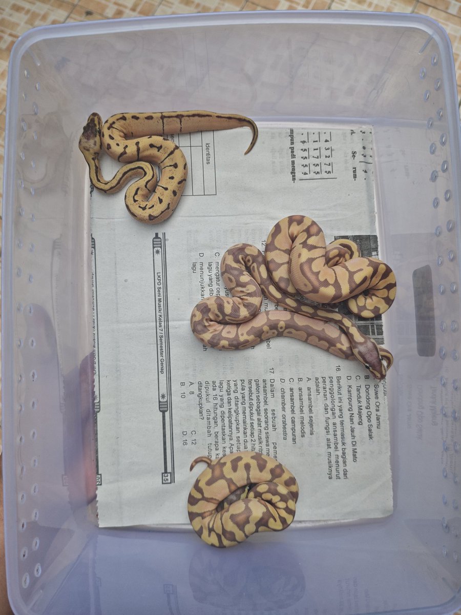 hedunn__'s tweet photo. @draftanakunpad4 ready nihhh, kakak2  ular ball python nya lucu2 lohh. banyak warna juga... yuk yg penasaran bisa tanya2 dulu☺️☺️ https://t.co/oKxnYGq4gO