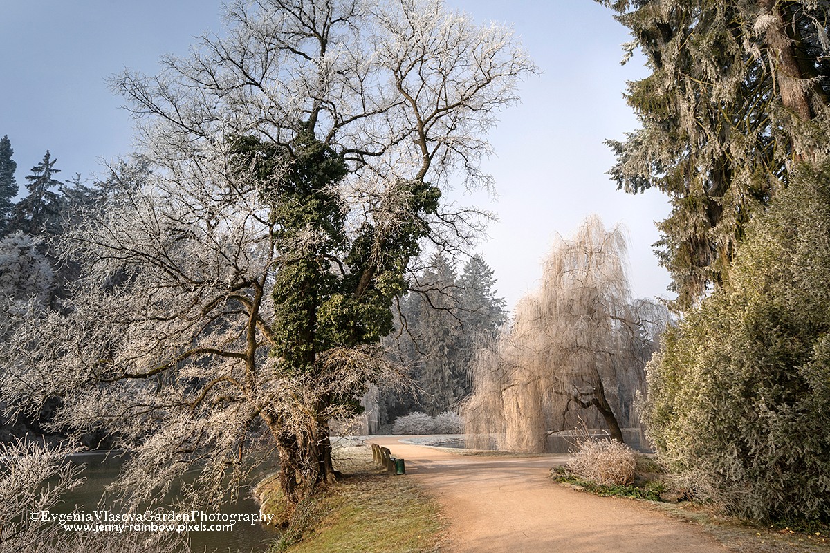 Winter in Pruhonice Park, Prague. F𝗶𝗻𝗲 𝗮𝗿𝘁 𝗽𝗿𝗶𝗻𝘁 "Pruhonice Park - From Old Painting"  jenny-rainbow.pixels.com/featured/pruho…
©2026 Evgeniya Vlasova Garden Photography
All images are available as 𝗳𝗶𝗻𝗲 𝗮𝗿𝘁 𝗽𝗿𝗶𝗻𝘁𝘀 (worldwide shipping) on my website
jenny-rainbow.pixels.com