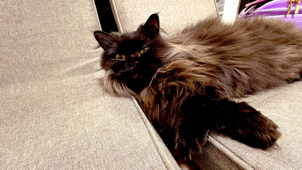 <a href="/aikentakuone/">たくわん先生</a> たくわん先生、ゆうな姫👸あけましておめでとうございます♡本日はよろしくお願いいたします🙏皆さん今年もよろしくお願いいたしますm(_ _)m

うちは猫が4匹、犬が1匹、ドジョウが2匹います！