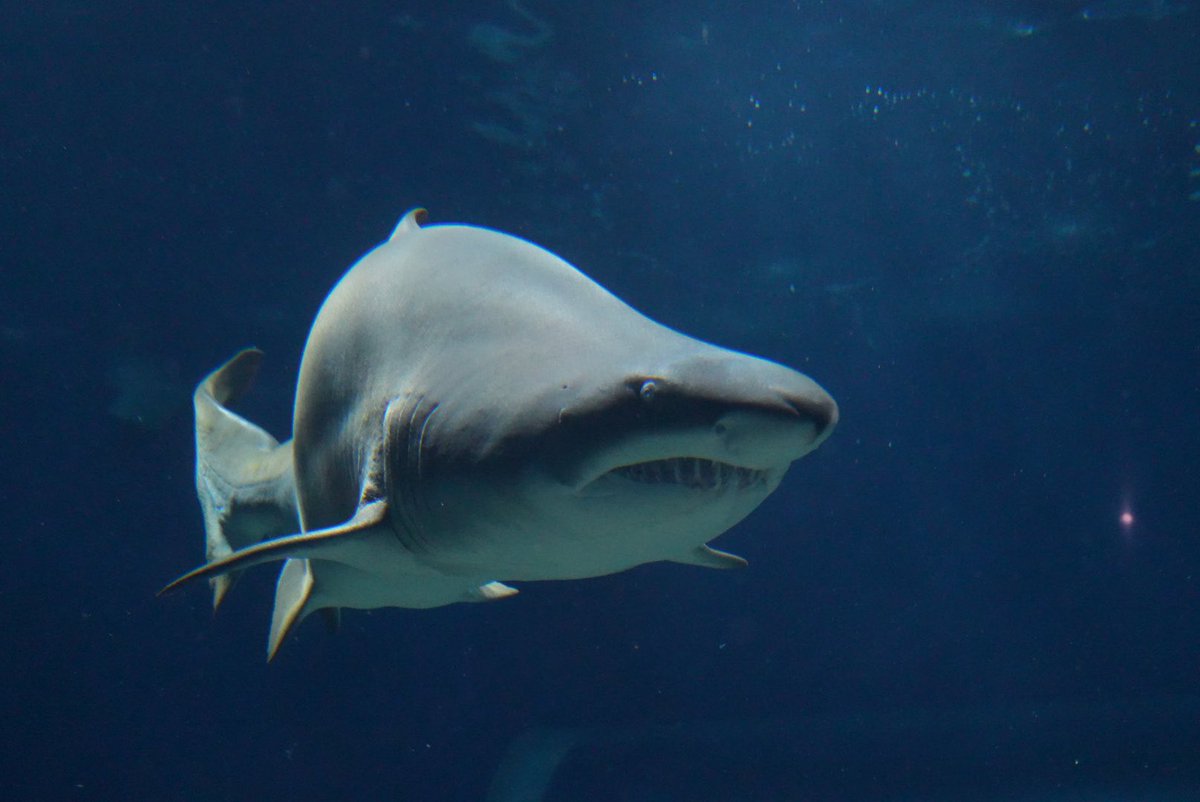 あけましておめでとうございます🎍
今年もよろしくお願いします🙇‍♀️
無事カメラを手に入れ、早速写真を撮りまくってます！
今年は楽器もカメラもたくさん練習したいと思います🔥
水族館で撮ったサメの写真が下手くそながらもお気に入り😂✨