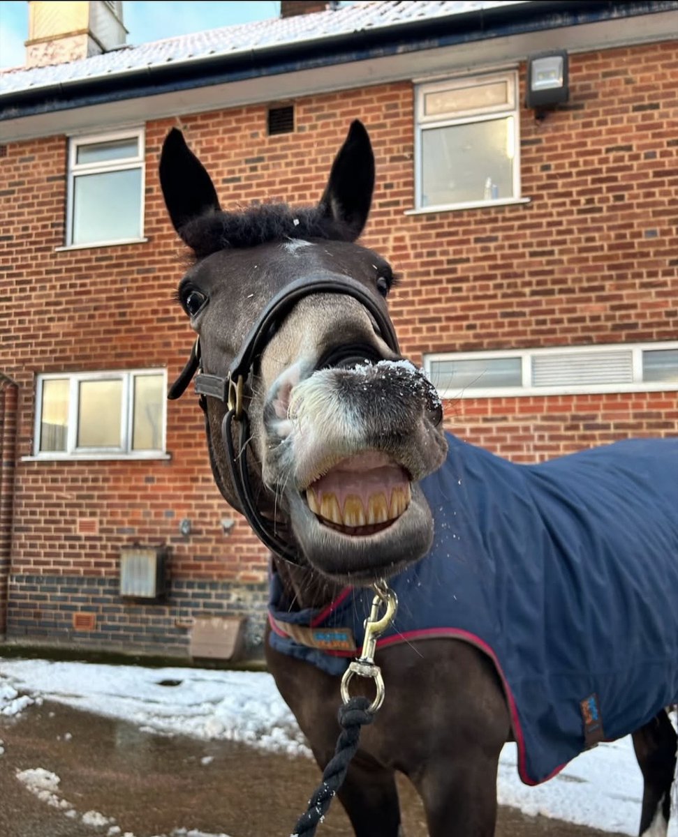 MerPolMounted's tweet image. Do you think Amber is enjoying the snow?  
#StandTall #PHAmber #MerpolMounted #SnowDay #SnowSnowSnow