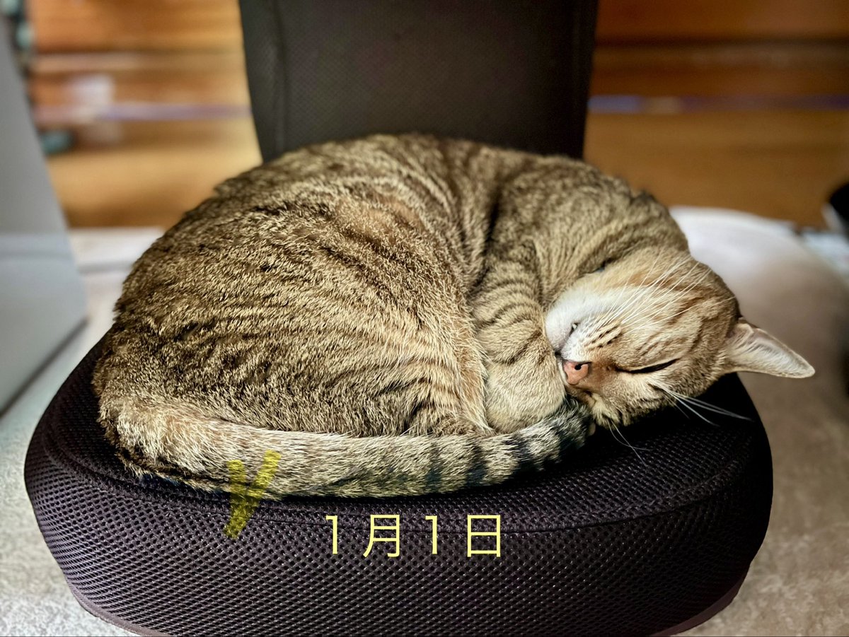 お正月楽しかったそうです🤣 ＃猫 ＃キジトラ猫 ＃猫のいる暮らし