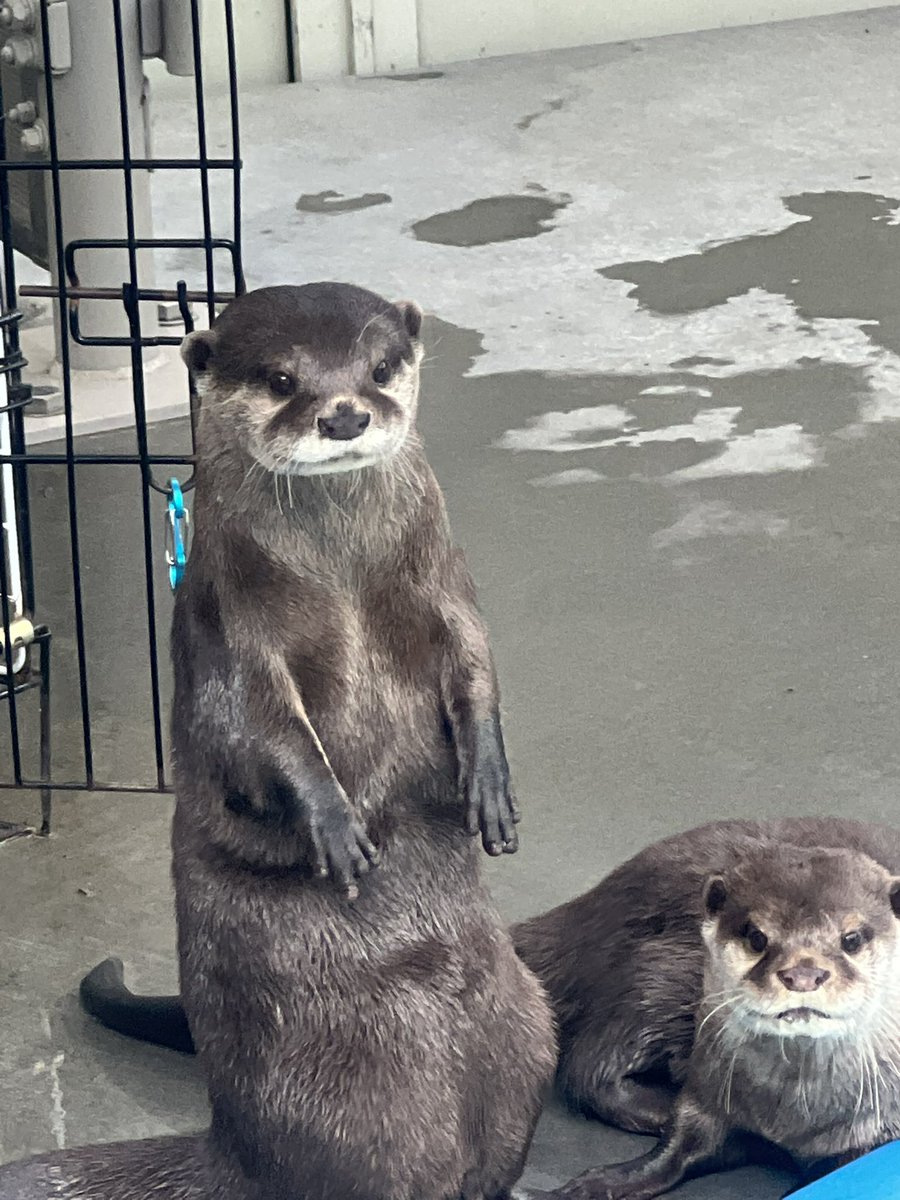 コツメカワウソ様一枚 コツメカワウソ | 動物図鑑 | ZFC.jp
