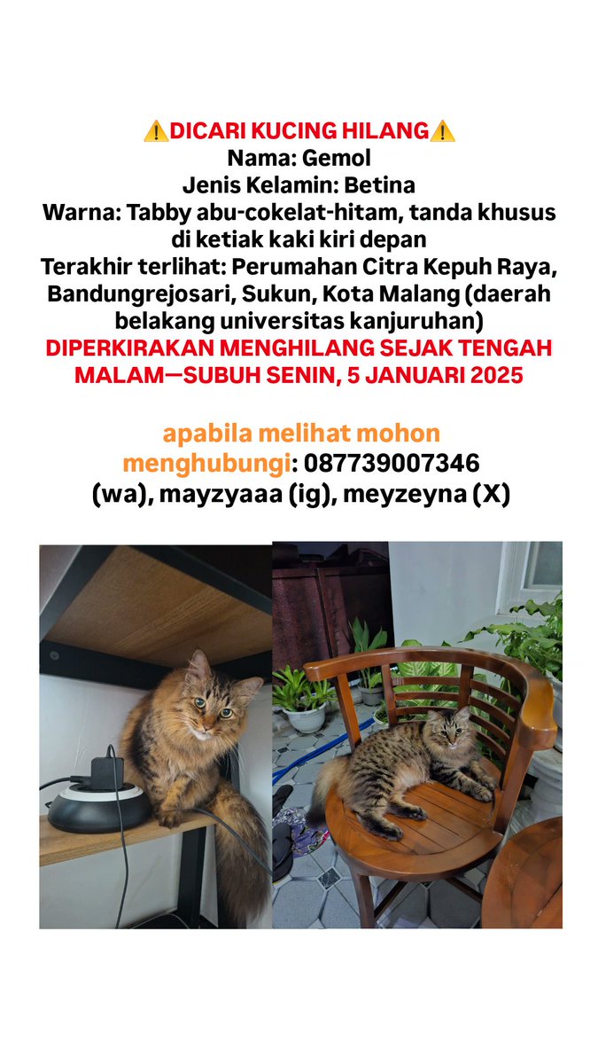 meyzeyna's tweet photo. [ KUCING HILANG ]
Nama: Gemol
Warna: mujair (tabby cokelat-hitam-abu abu)
Terakhir terlihat: tengah malam 5 januari daerah perum citra kepuh raya

Untuk warga malang terutama daerah univ kanjuruhan dimohon bantuannya untuk menyebarkan dan menghubungi saya🙏 @infomalang https://t.co/cOlVIE5oXN