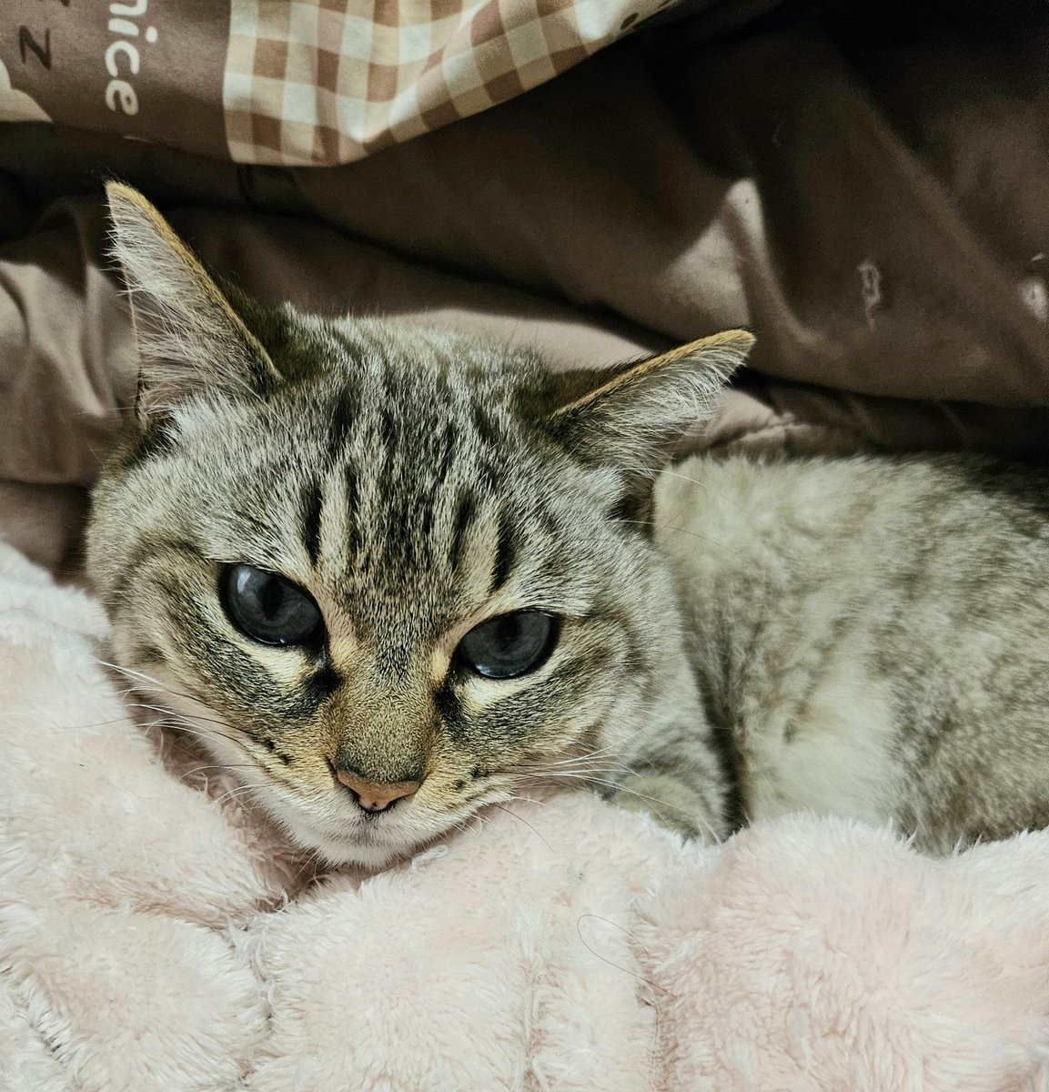 <a href="/aikentakuone/">たくわん先生</a> たくわんしぇんしぇー、ゆうなさん、皆さん、こんばんニャ❣️
今年もよろしくお願いいたします。
今年、三回目のお留守番を、言い渡され『えーっ⁉️😔』な、部長です。