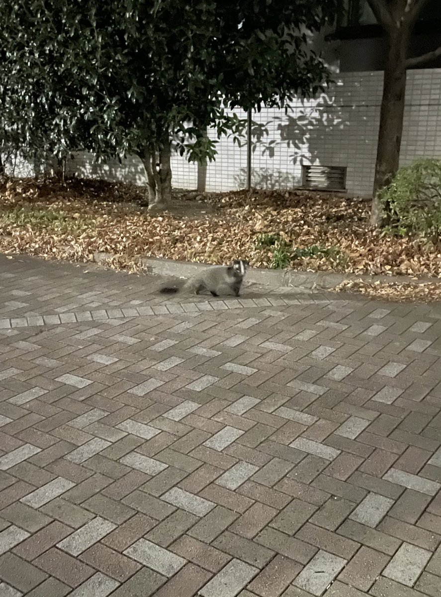 AmaYupp's tweet photo. あれってハクビシン⁈ https://t.co/sCsmRkJSOz