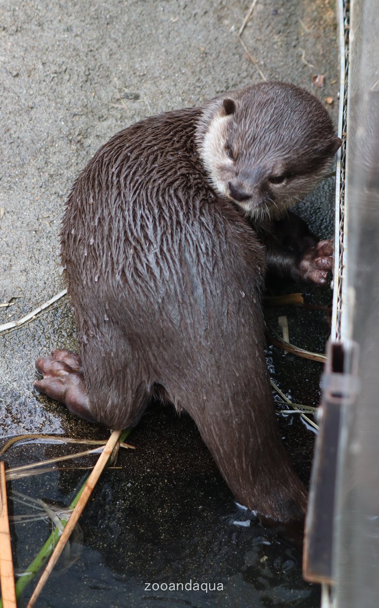 かわうそ(・ᴥ・) (@iF9kOxq2miU6JaD) / Posts / X