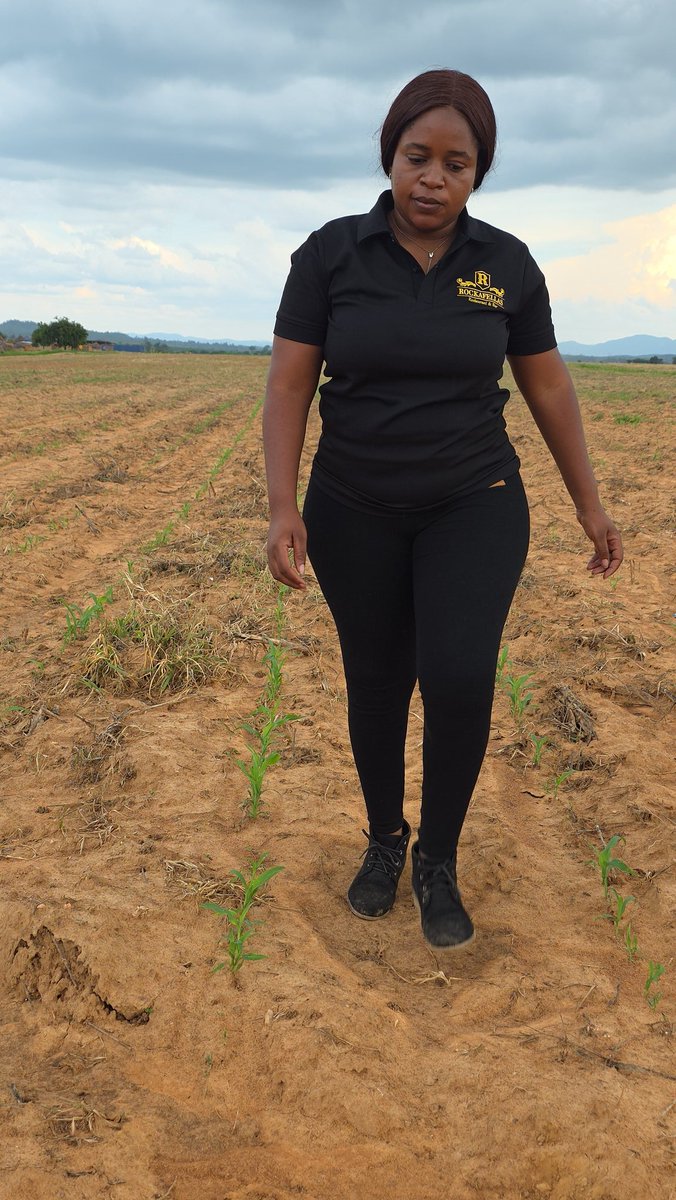 WendyMadzura's tweet photo. 📖Diary of an African Agronomist (AAWM 👩🏾🌾💚)
#ProgressCheck
#Zimbabwe
😅 IT'S ONE OF TWO THINGS, either the crop is TALL or the AFRICAN AGRONOMIST is vertically challenged (short) because this SC 727 was planted on the 17th of November 2025 (7 weeks ago)
📝 Population of 55000 plants per ha, with a target final stand of 53000 plants per ha1.
📝1st top dressing (Urea or CAN) and Liquid fert called Introsol vegetative were applied on the 28th of December 2025.
📝Elegant was applied as the 2nd Fall armywom management insecticide.
Red Sorghum SCXH102
SCXH102 red sorghum germination check. No smiles this is a serious issue 🤭😅 Bit thr population is good
📝Population target 240000plants per ha
📝Basal fertilizer 6:23:23 @200kg/ha plus seed start cereals seed dressing from Fayseid Agrochemical solutions
📝Pre-emergence herbicide (Metalachlor with Benoxacor as a safenrr + atrazine)
📝 Insecticide for termites cipronil
Oh & YES Every drop counts we don't look for muddy pools , we MEASURE the rainfall volume
#GoodAgronomicPractices
Here we are today...