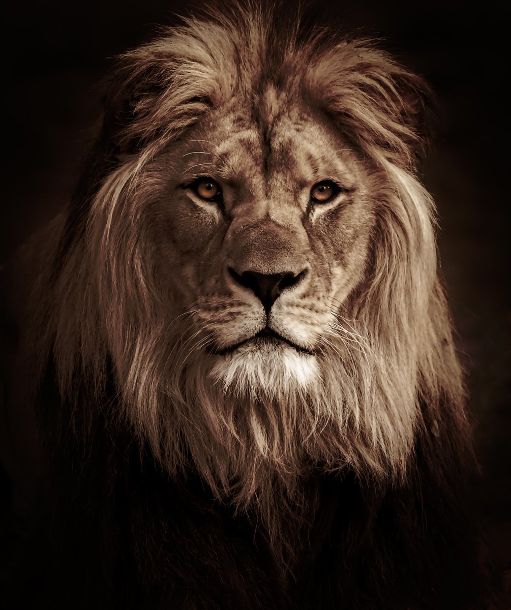 Lions 🦁 (@lionseveryday) on Twitter photo 