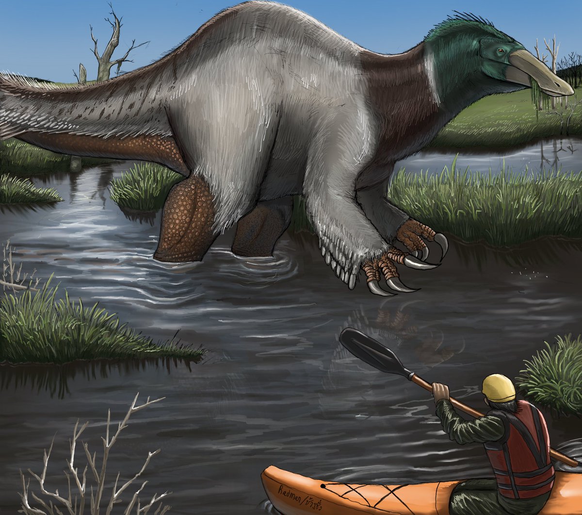 RAD____MAN's tweet image. DUCK #art #paleoart