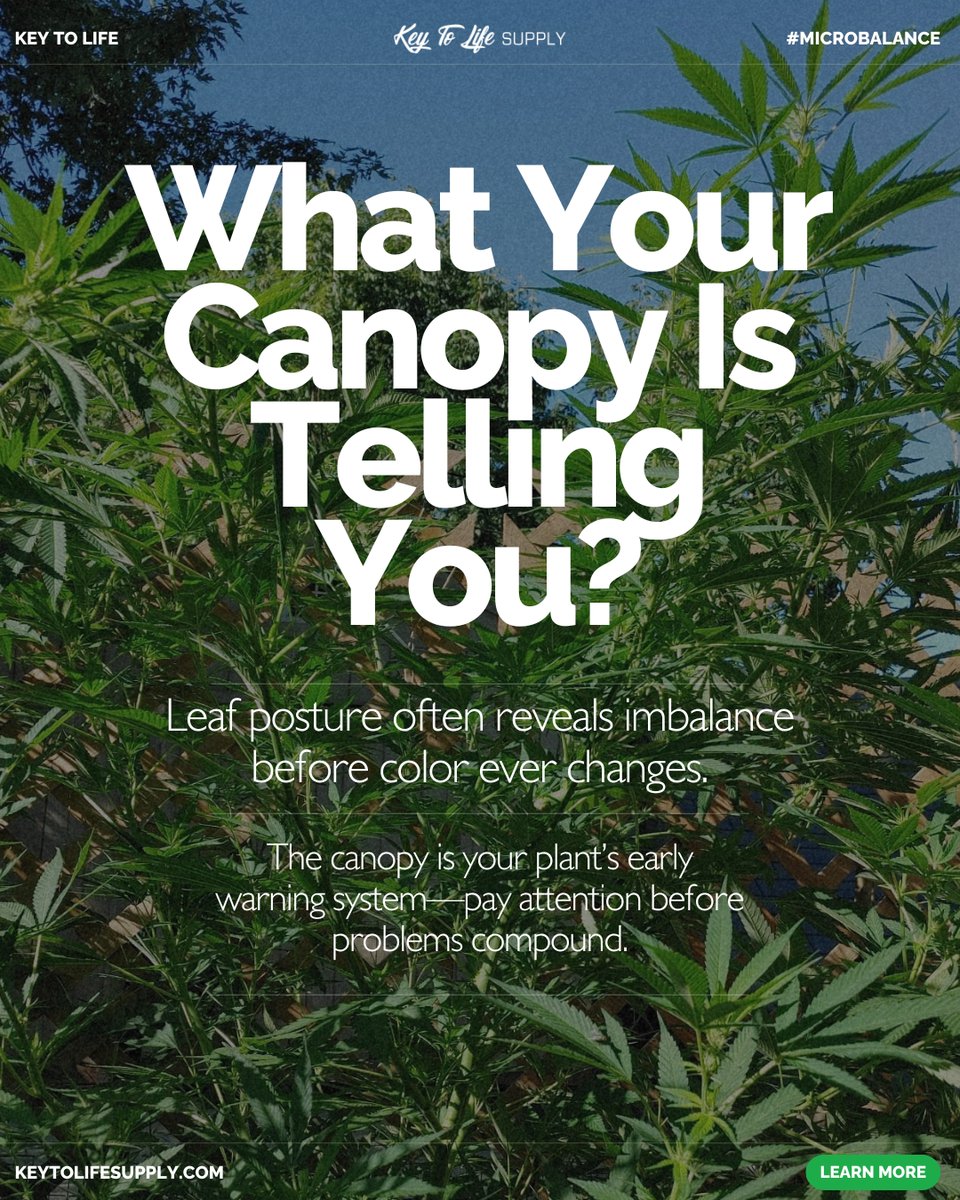 KeyToLifeSupply's tweet image. Before changing inputs, read the canopy.

Leaf posture and canopy behavior often reveal uptake or balance issues before discoloration appears.

Observation beats guesswork.
What’s your canopy telling you?

#CanopyDiagnostics #PlantObservation #GrowerEducation