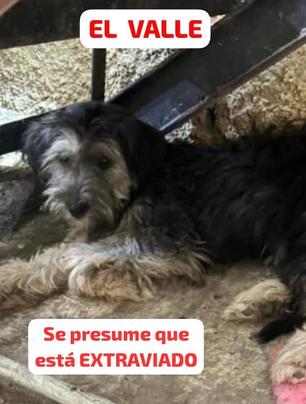 PerroUsuario Wof '•' tweet media