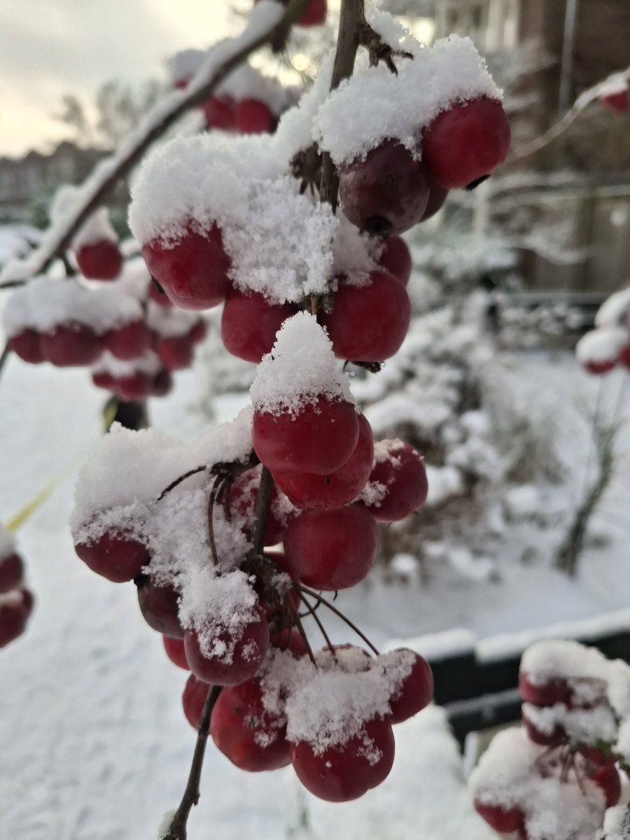 #sneeuw #Leeuwarden #Friesland