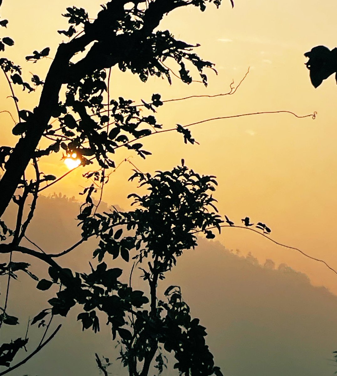 arksangel's tweet image. Photographers, show us some of your recent photos (can be anything) 
“The Glow of the Setting Sun” #settingsun #silhouette #trees #nature #mountains #peace #photography #photographylovers