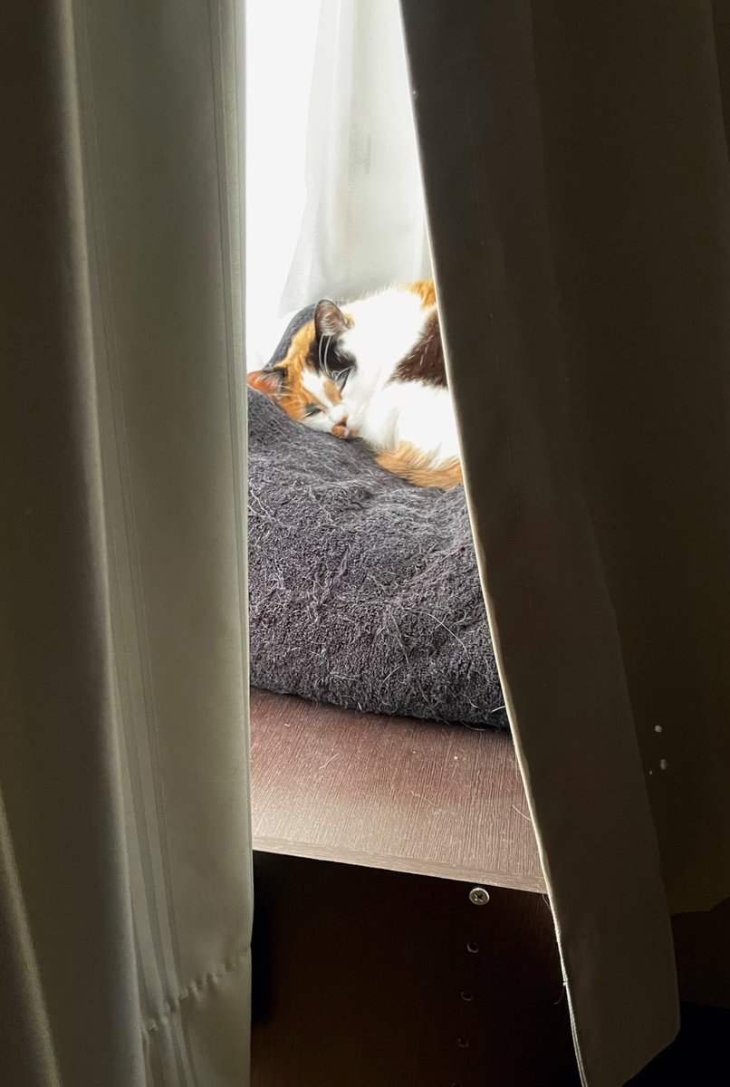 にゃんころもち (@sakura_nyancolo) / Posts / X