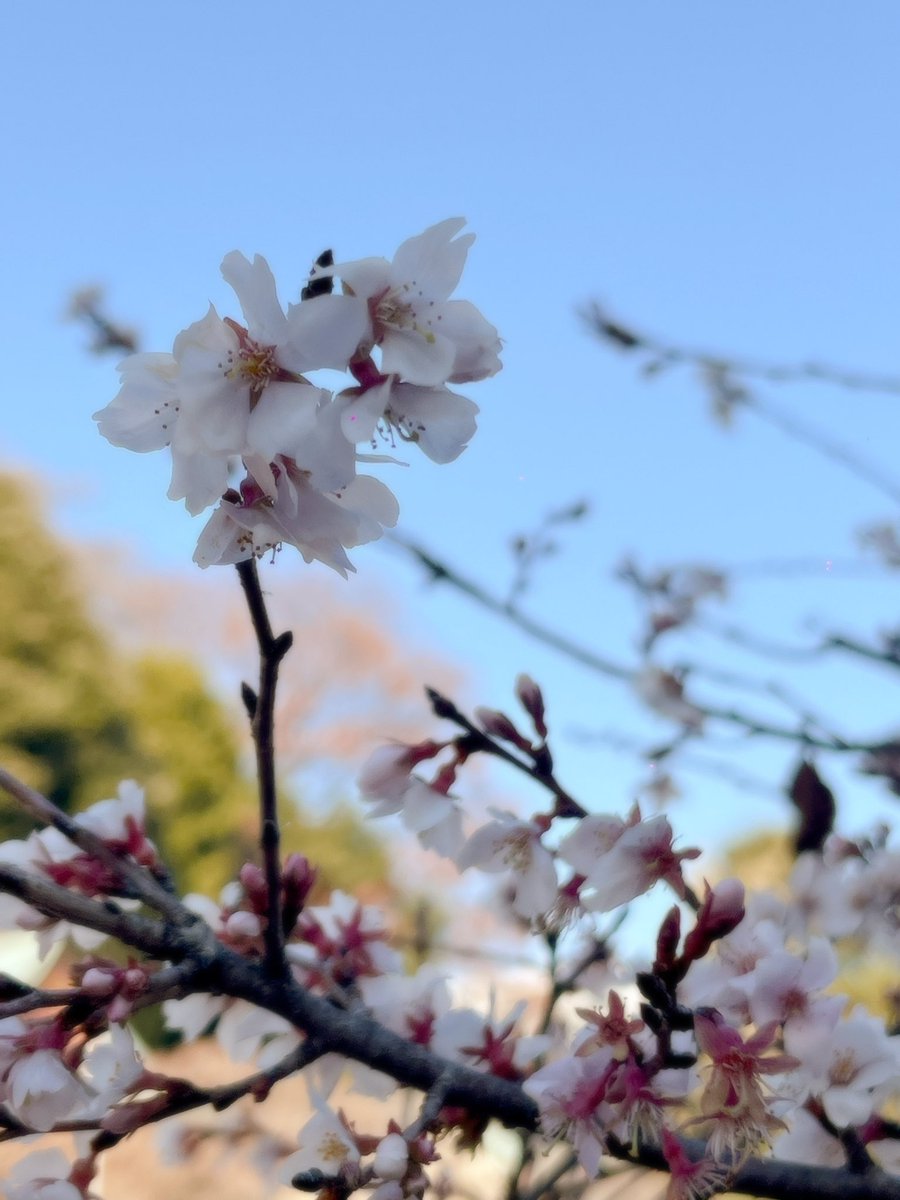 あけましておめでとうございます。
昨年も大変お世話になりました。
本年もどうぞよろしくお願いいたします。3月までまにまには仕事&amp;イベントラッシュです。

今日は仕事終わりにたまたま目黒不動尊を通りかかりまして、ふらり初詣となりました。ジュウガツサクラが咲いています。
