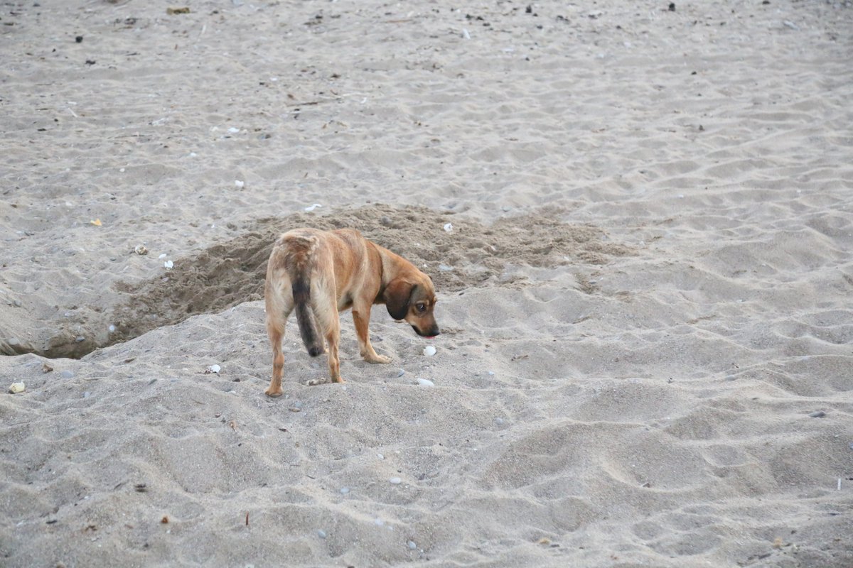chenear's tweet image. Her 10 caretta yuvasından 1'i tahrip oldu; en büyük sebep tatilcilerin bıraktığı köpekler
Nesli tehlike altındaki caretta carettaların Akdeniz'de en büyük yuvalama kumsallarına sahip Antalya'da bu yıl oluşan 9 bin 160 yuvanın 994'ü tahrip edildi. HABERİ 👇
dha.com.tr/foto-galeri/he…