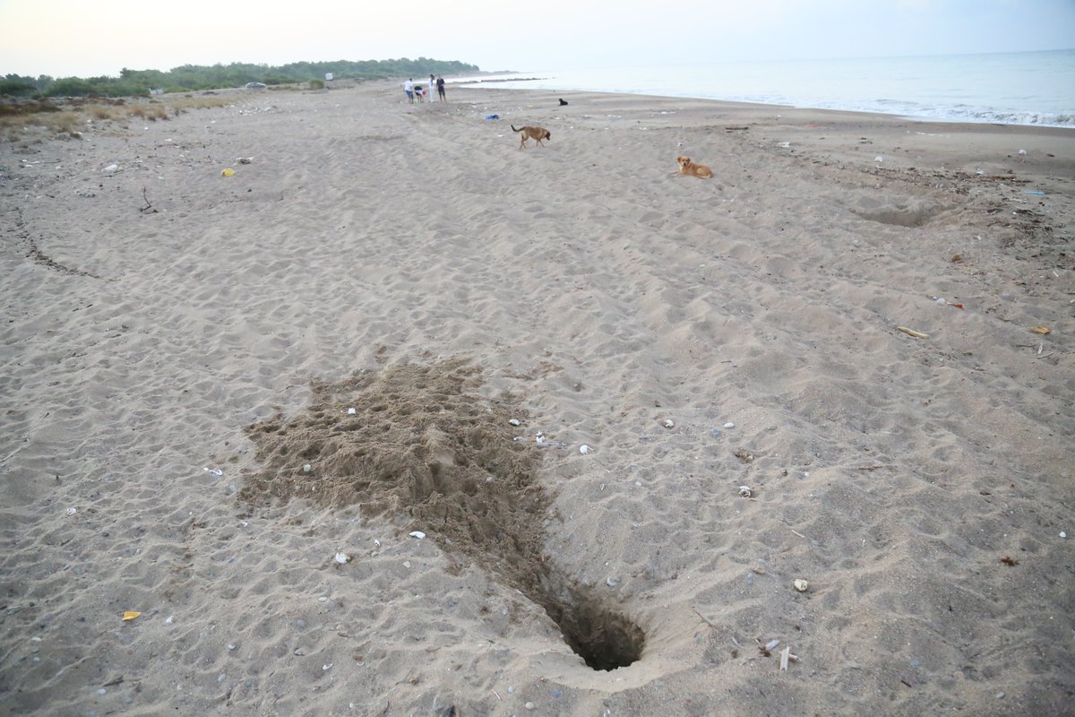 chenear's tweet image. Her 10 caretta yuvasından 1'i tahrip oldu; en büyük sebep tatilcilerin bıraktığı köpekler
Nesli tehlike altındaki caretta carettaların Akdeniz'de en büyük yuvalama kumsallarına sahip Antalya'da bu yıl oluşan 9 bin 160 yuvanın 994'ü tahrip edildi. HABERİ 👇
dha.com.tr/foto-galeri/he…
