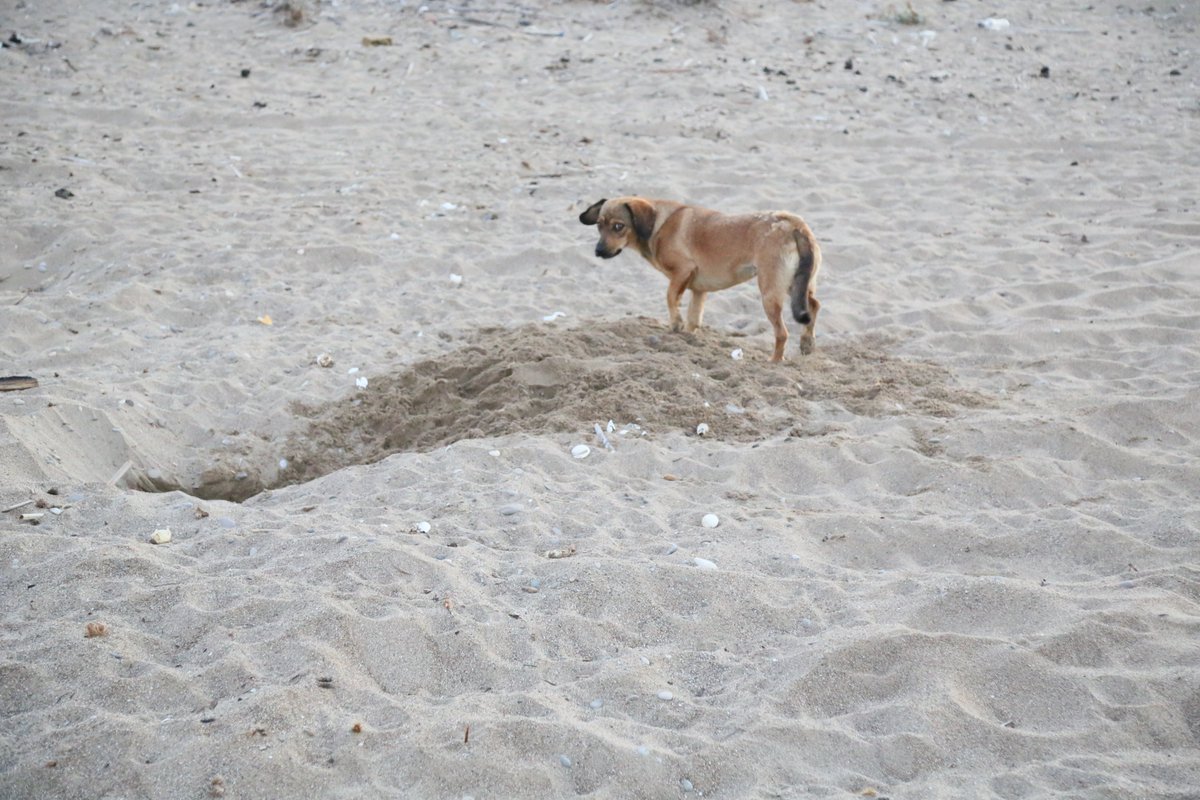 chenear's tweet image. Her 10 caretta yuvasından 1'i tahrip oldu; en büyük sebep tatilcilerin bıraktığı köpekler
Nesli tehlike altındaki caretta carettaların Akdeniz'de en büyük yuvalama kumsallarına sahip Antalya'da bu yıl oluşan 9 bin 160 yuvanın 994'ü tahrip edildi. HABERİ 👇
dha.com.tr/foto-galeri/he…