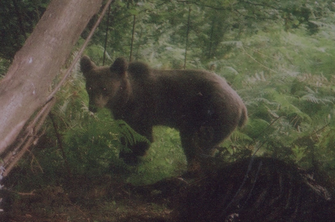 FAPASSPAIN's tweet image. CÓMO FAPAS SALVÓ LA VIDA A UNA OSA CAÍDA EN UNA TRAMPA
fapas.es/noticias/como-…