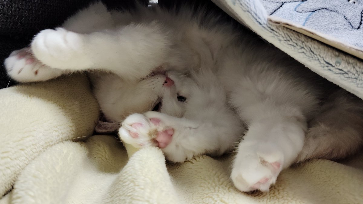 福ちゃん (@fukuchanwhite) on X