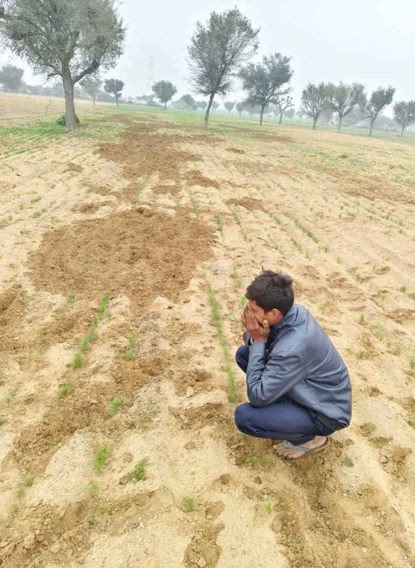 नागौर, डीडवाना-कुचामन और आसपास के जिलों में सबसे बड़ी समस्या किसानों के सामने सूअरों की आ रही है, बेलगाम सूअर घूमते हैं और रात में पूरी फसल को चौपट कर रहे हैं चाहे वह फसल छोटी हो या बड़ी 🙌💔
<a href="/DrKirodilalBJP/">Dr. Kirodi Lal Meena</a> <a href="/Sumit_Godara11/">Sumit Godara</a> 
<a href="/hanumanbeniwal/">HANUMAN BENIWAL</a> <a href="/GovindDotasra/">Govind Singh Dotasra</a> <a href="/1stIndiaNews/">First India News</a>