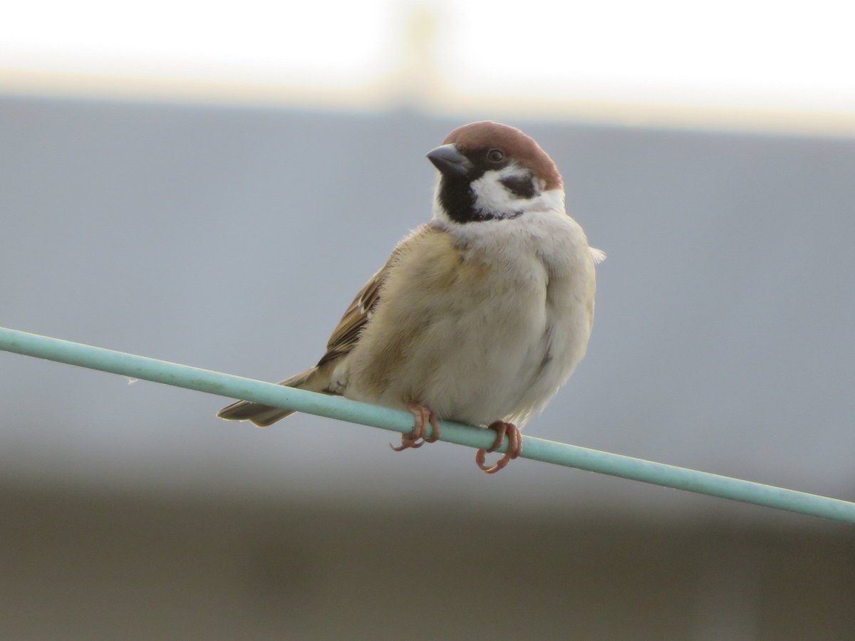 かずちん かずちん (@kazuchin0801) / Posts / X