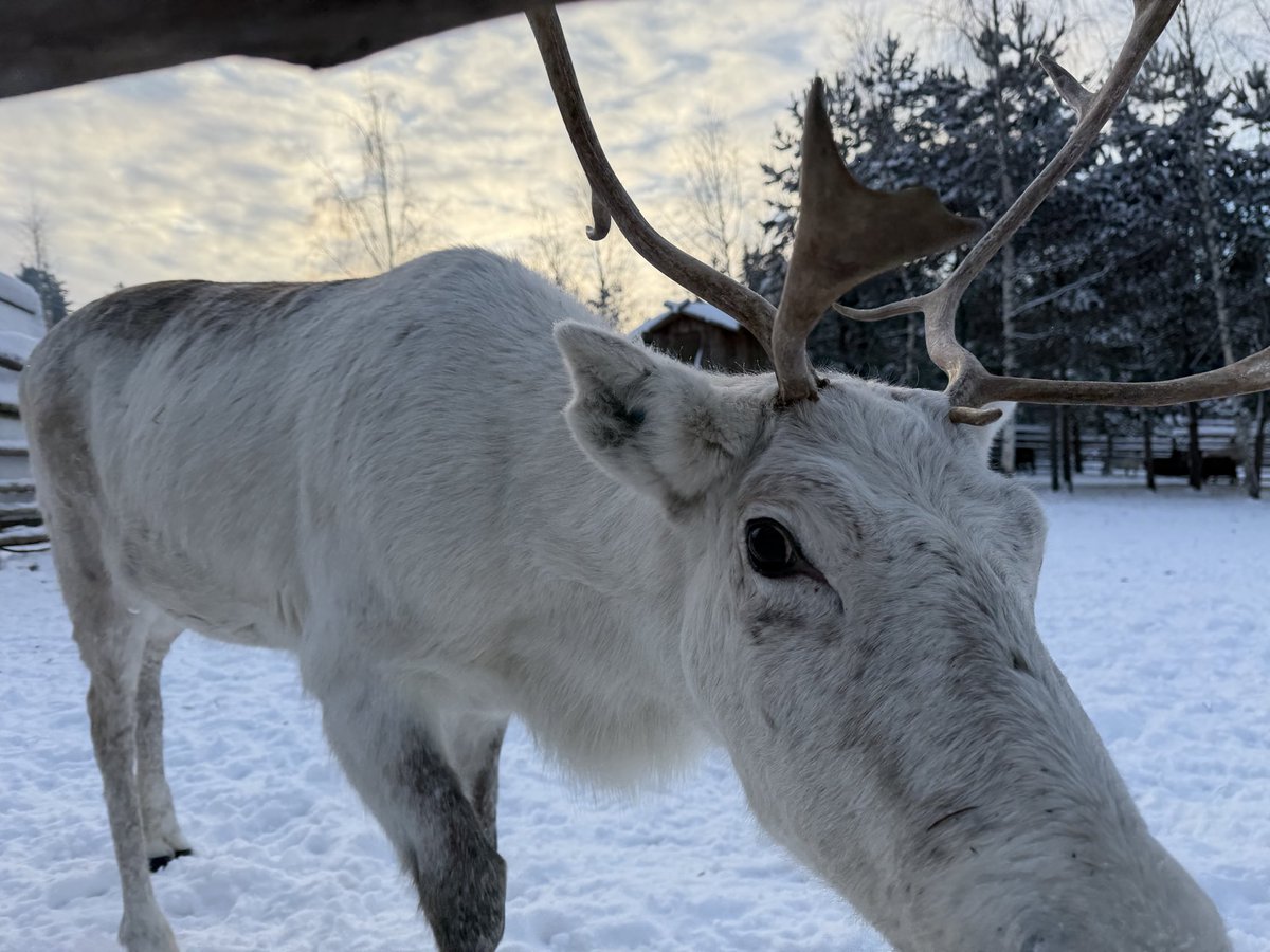 Пойду есть уху и котлеты из оленины