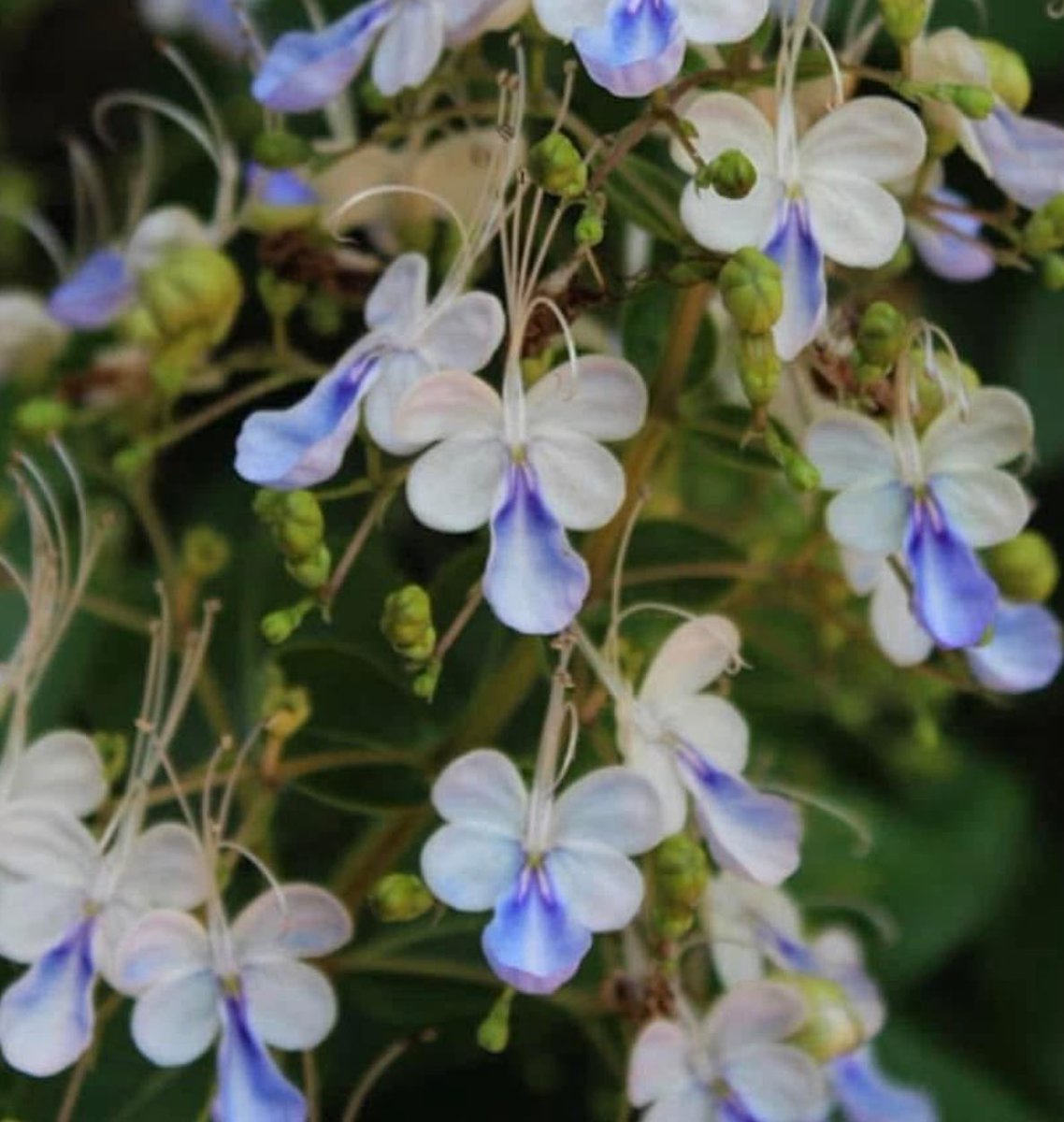 mireya starkenberg tweet media