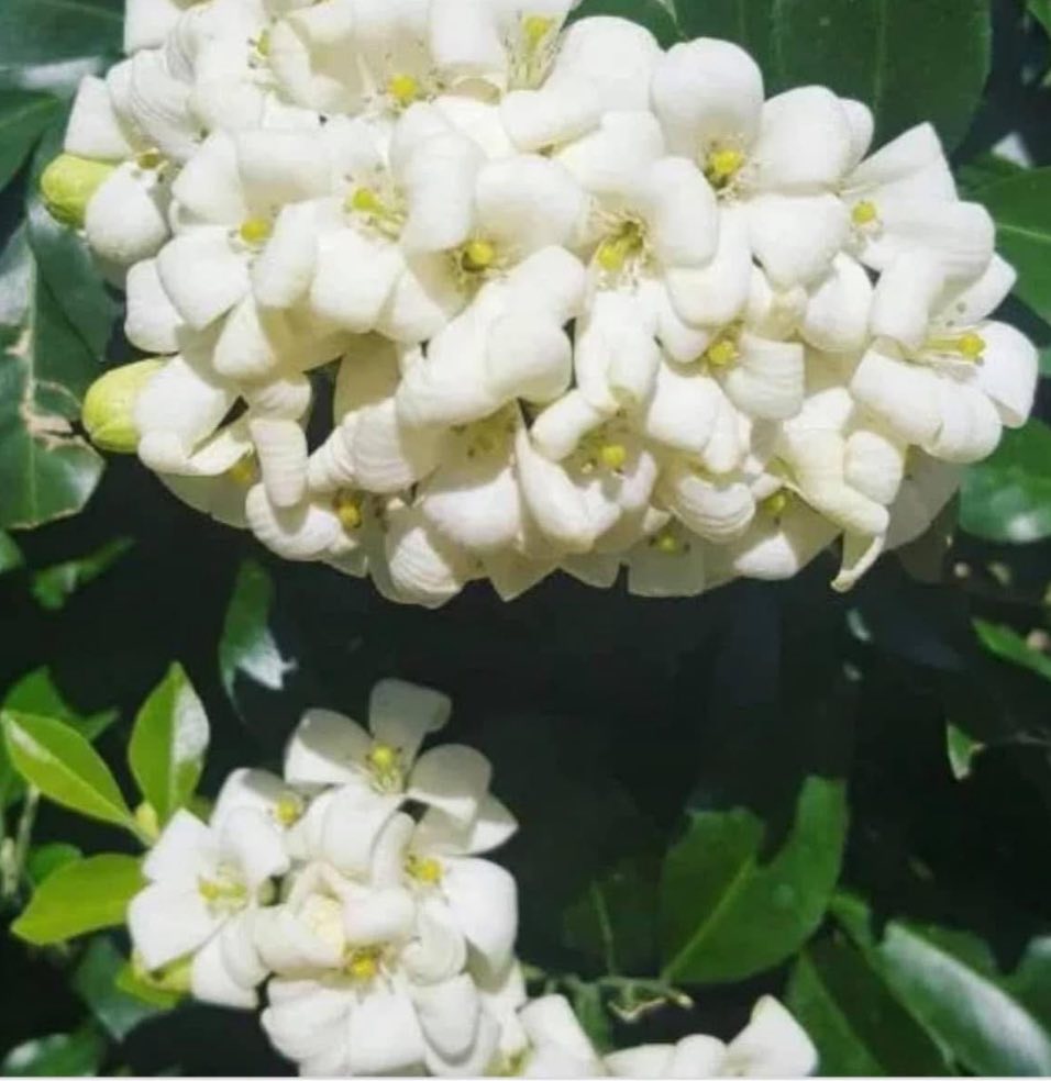 mireya starkenberg tweet media