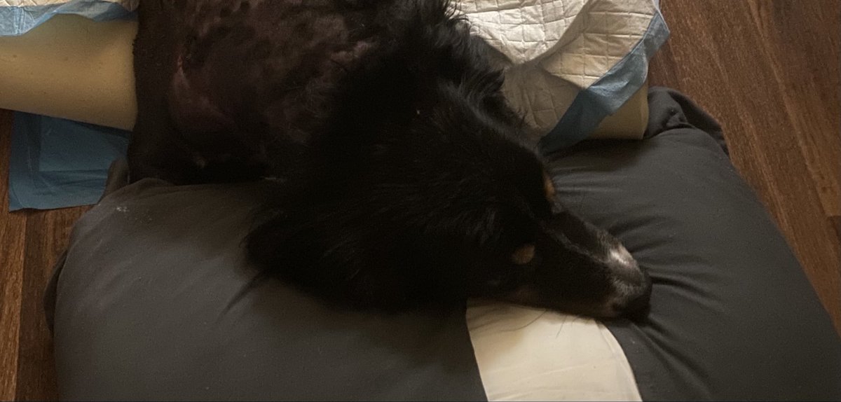 ShogoASMR's tweet photo. Hey Fellas!! Sorry we didn’t have a stream this weekend, I’ve been so busy taking care of my Cas I didn’t have a chance to play! He’s having surgery in just a few hours so please keep him in your prayers! 🙏🏻 Thank you guys so so much!!! 🫂❤️‍🔥 https://t.co/ScBhzWRunc