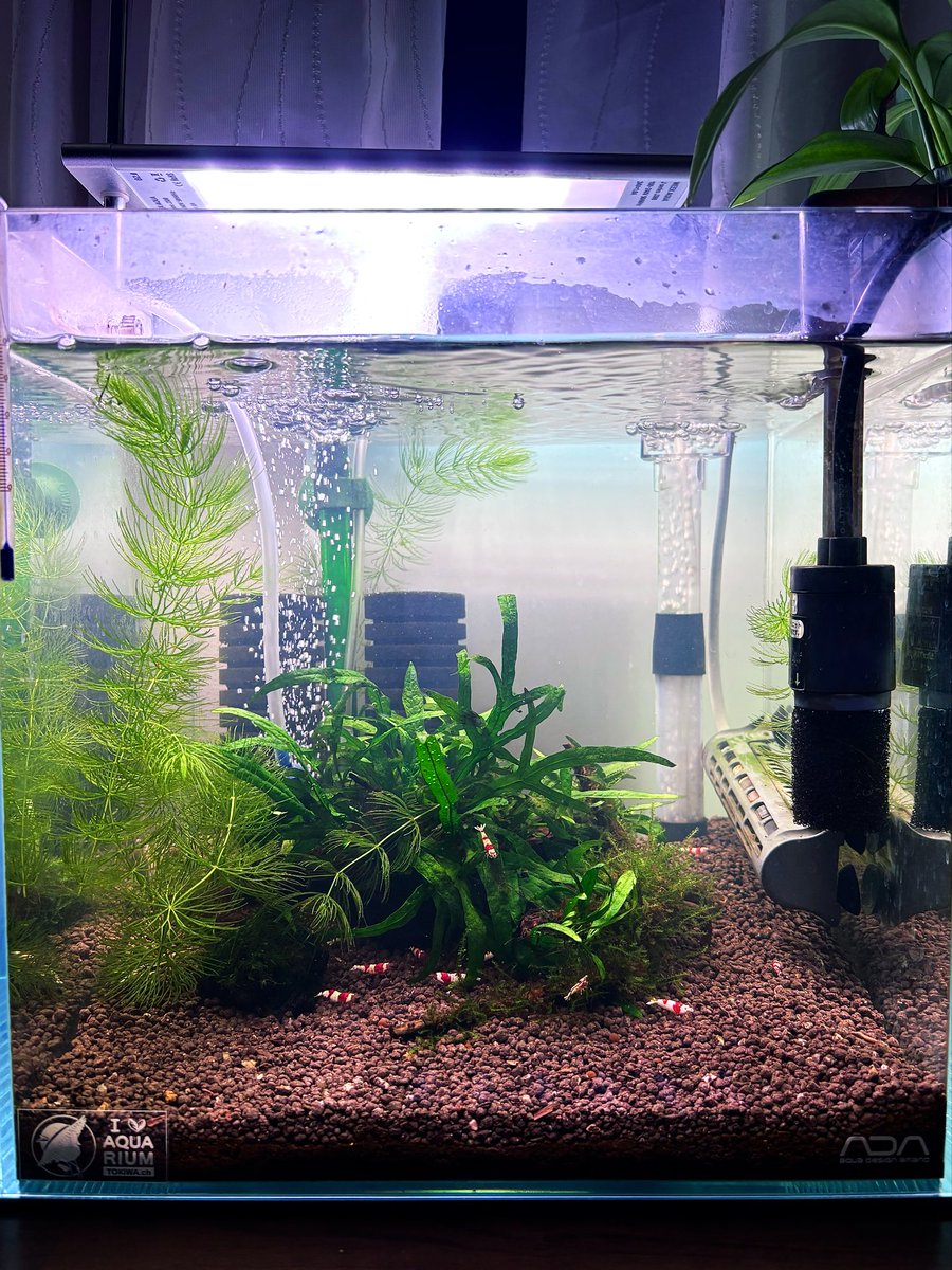 トキワ🌿 (@tokiwa_aquarium) / Posts / X