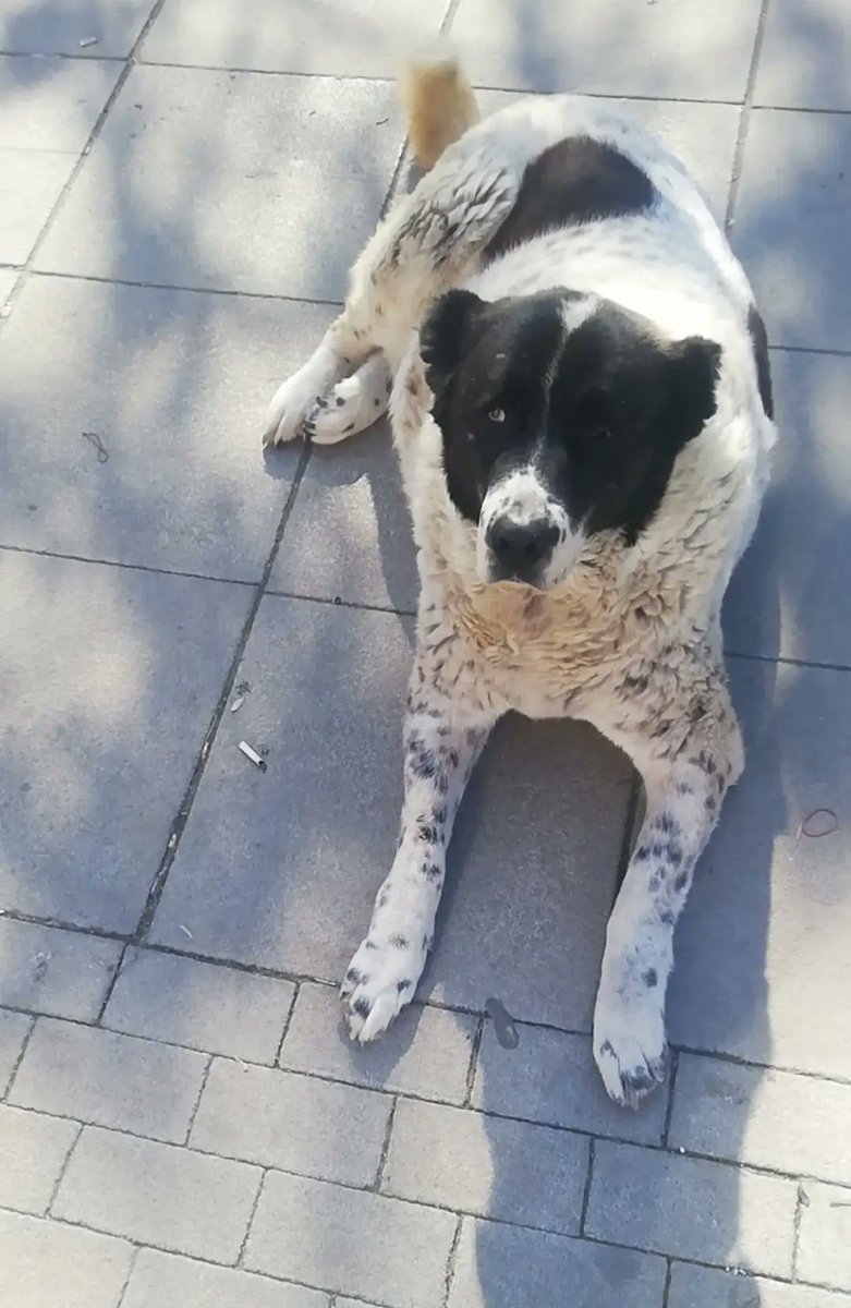 Ömrünü metroda geçirmiş, yaşlı, kimseye zararı olmayan, gariban bir köpeği evi bildiği yerde döverek öldrdüler. Senelerdir saçtığınız köpek nefreti kampanyası nasıl, iyi gidiyor mu? Halk yeterince travmaya maruz kaldı mı? Şiddet sizi tatmin etti mi? 
#MatmazelİçinAdalet