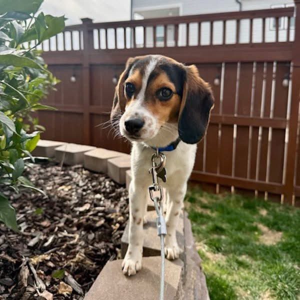 TriBeagles tweet media