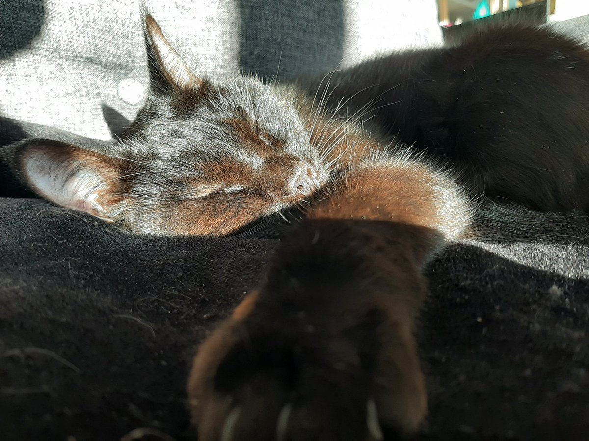3ptischats's tweet photo. Salut les copains 😽 https://t.co/2DUDfMzjQm