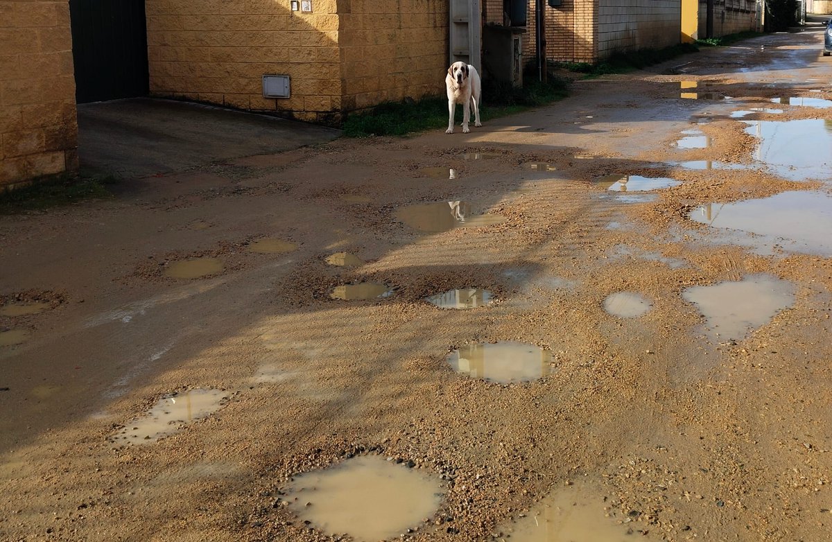 SilviaMylo's tweet photo. Esto es una vergüenza
Pobre criatura, vaya garrulo, gente que no tiene ninguna empátia ni por supuesto inteligencia ‼️😡
AYUDA POR FAVOR DIFUNDIR ‼️ 🙏🏻 
COPIO :
Mastin abandonado hace una semana en un pueblo del aljarafe cerca de Sevilla. Su dueño le pegaba siempre y lo a abandonado en la calle varias veces, se le ha avisado y no quiere saber nada más del animal. Esta animalito esta viviendo en la calle con frio y lluvia. Para como un vecino cercano a donde el animal se encuentra tiene dos perros de raza pitbulls y cada vez que abren la puerta para entrar o salir los coches de la parcela, los pitbulls aprovechan para salir y atacar al animal. Me temo que en cualquier momento los dos pitbulls acaben con el. Yo me llamo Félix y mi tfn. Es el 601636795. Por favor que alguien haga algo por el antes que sea demasiado tarde. 😥