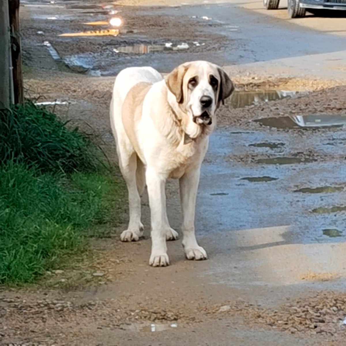 Esto es una vergüenza
Pobre criatura, vaya garrulo, gente que no tiene ninguna empátia ni por supuesto inteligencia ‼️😡
AYUDA POR FAVOR DIFUNDIR ‼️ 🙏🏻 
COPIO :
Mastin abandonado hace una semana en un pueblo del aljarafe cerca de Sevilla. Su dueño le pegaba siempre y lo a